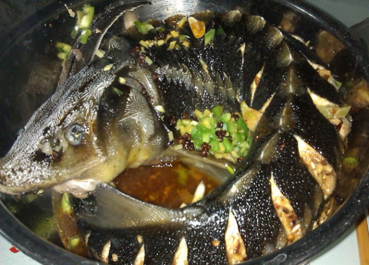 清蒸鲟鱼的做法,清蒸鲟鱼怎么做好吃,清蒸鲟鱼的家常做法 